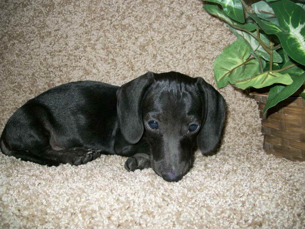 Black Dachshund Puppy