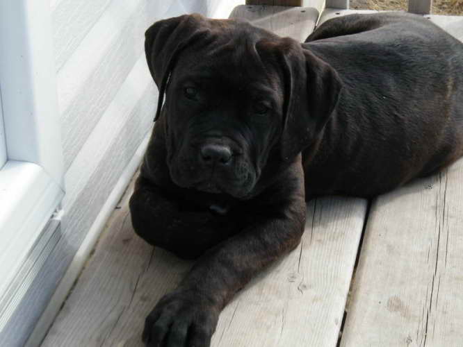 Black English Mastiff Puppies For Sale