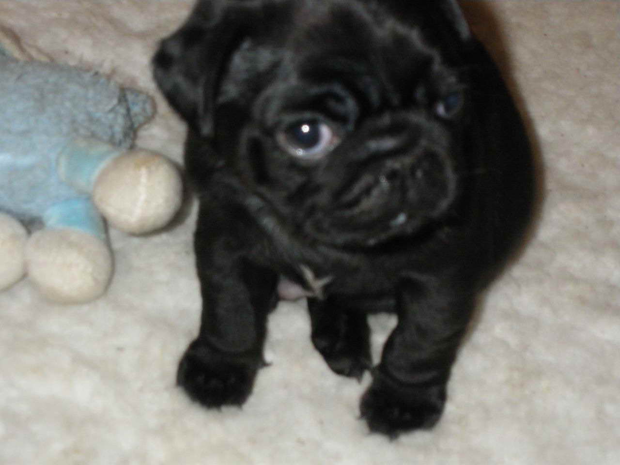 Black Female Pug Puppies For Sale