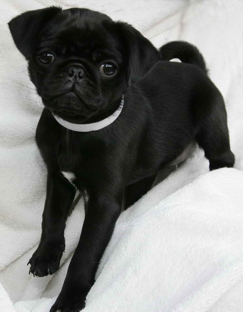 Black Female Pug Puppies