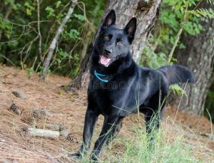 Black German Shepherd Adoption