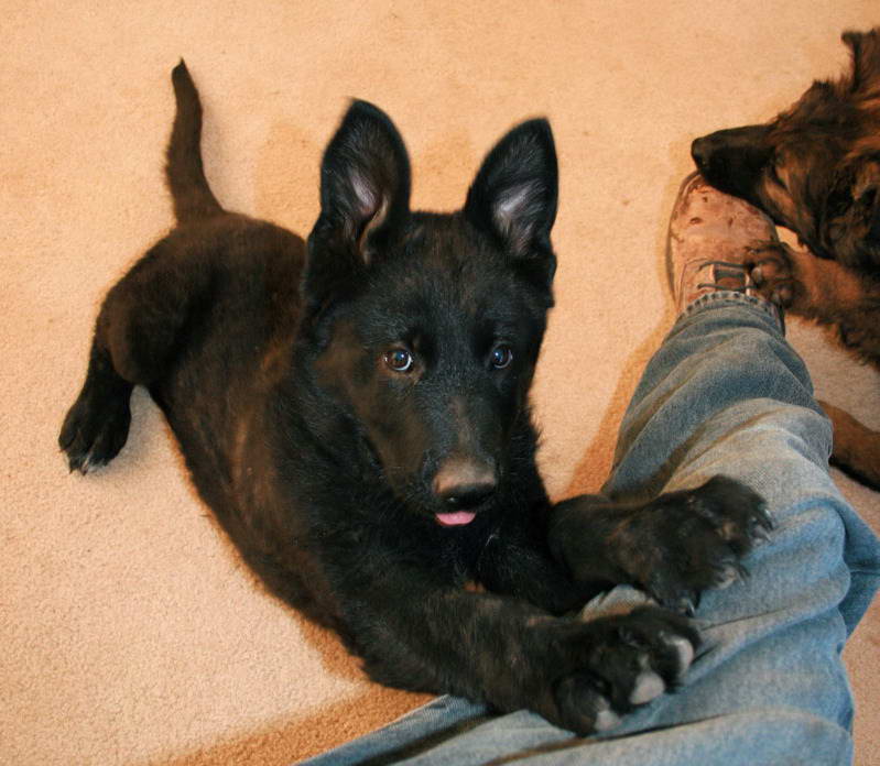 Black German Shepherd California