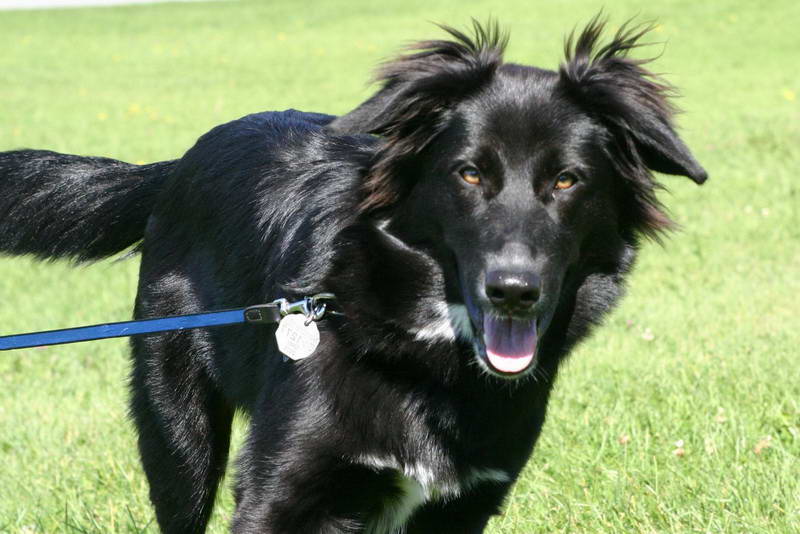 Black German Shepherd Golden Retriever Mix