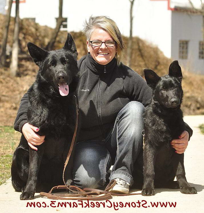 Black German Shepherd Puppies Colorado