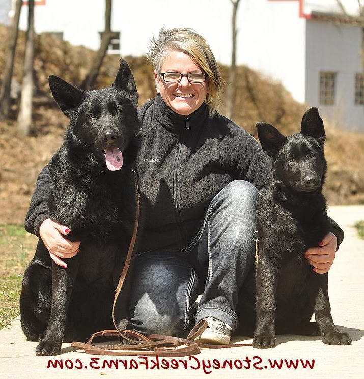 Black German Shepherd Puppies For Sale Colorado