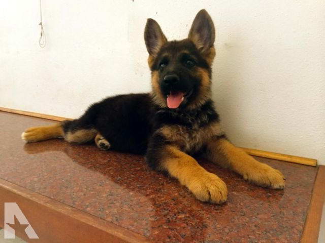Black German Shepherd Puppies For Sale In California