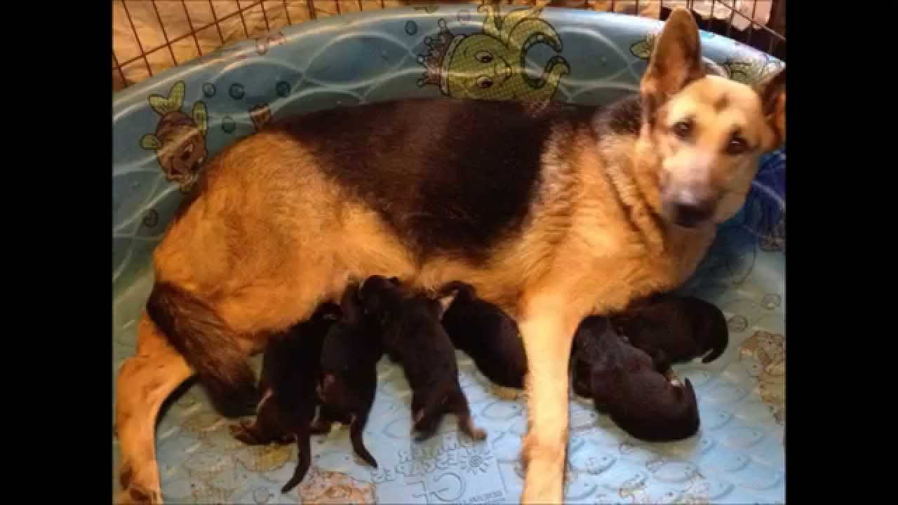 Black German Shepherd Puppies For Sale In Florida | PETSIDI