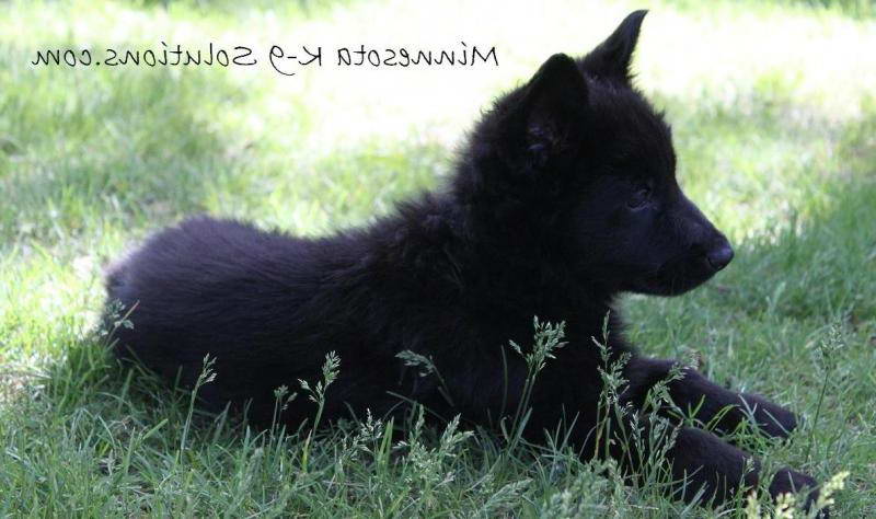 Black German Shepherd Puppies For Sale In Mn