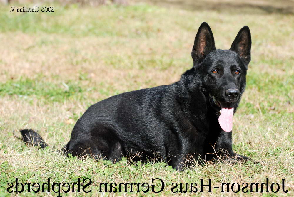 Black German Shepherd Puppies For Sale In Nc