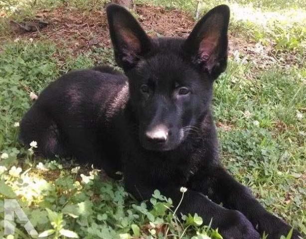 Black German Shepherd Puppies For Sale In Virginia