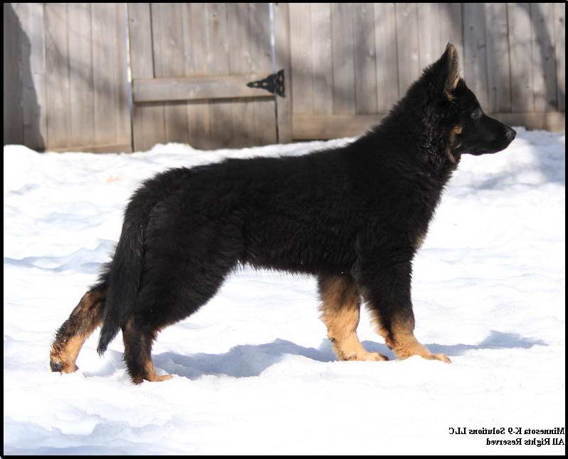 Black German Shepherd Puppies Mn