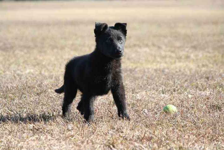 Black German Shepherd Puppies Price