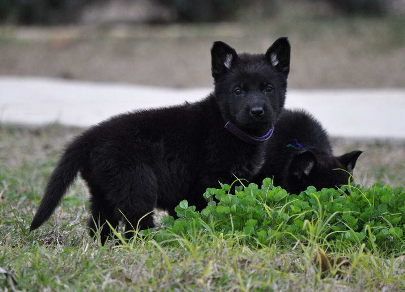 Black German Shepherd Puppies Texas