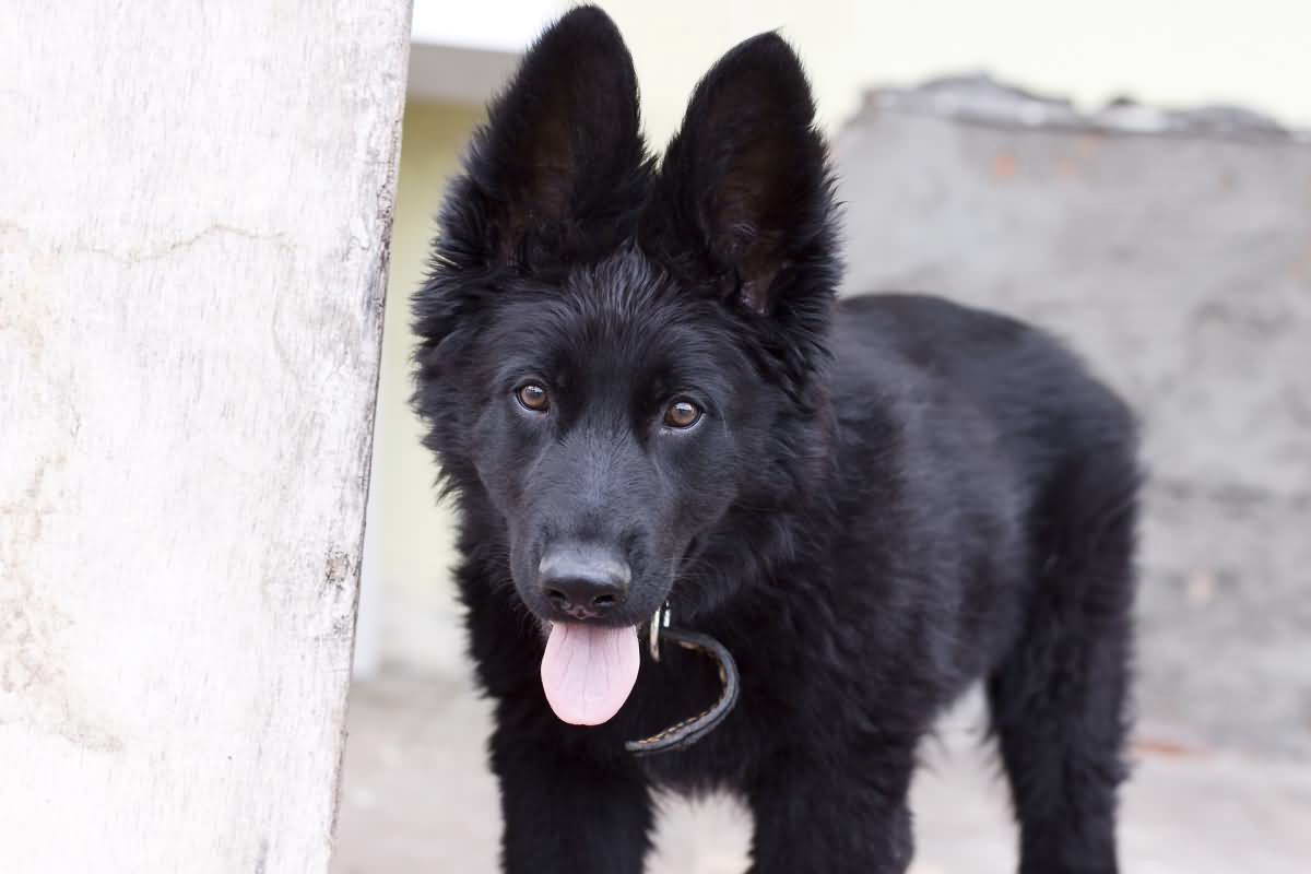 Black German Shepherd Puppy Petsidi