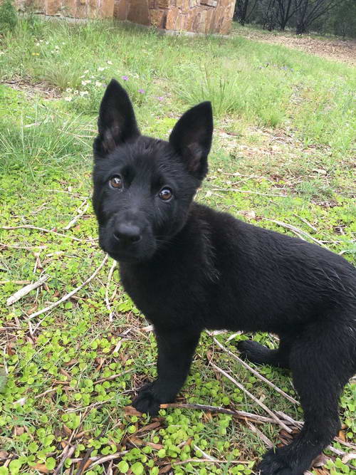 Black German Shepherd Pups