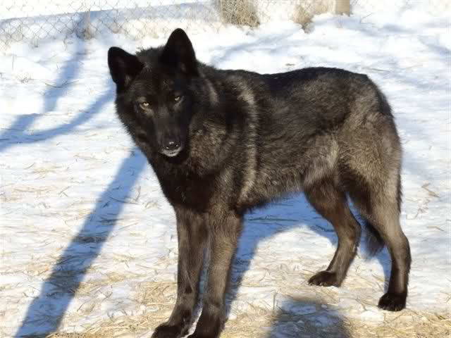 Black German Shepherd Wolf Mix For Sale Petsidi