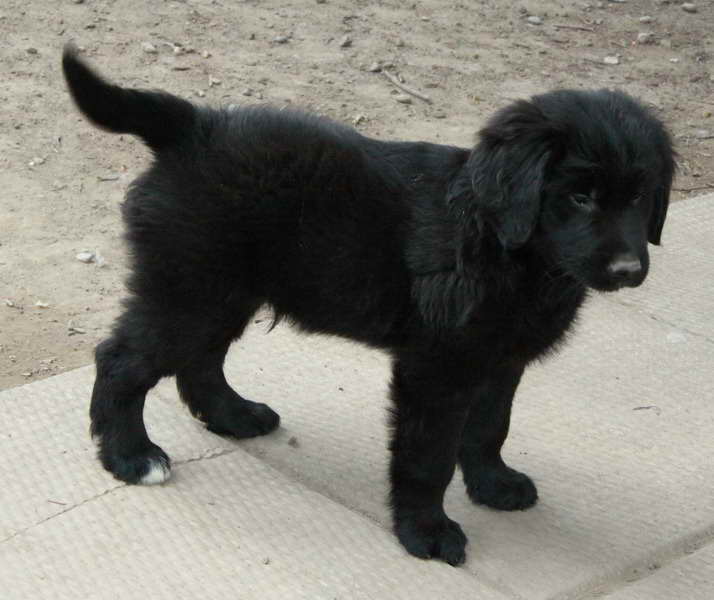 black golden retriever puppies for sale