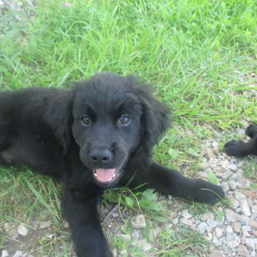 Black Golden Retriever Puppy