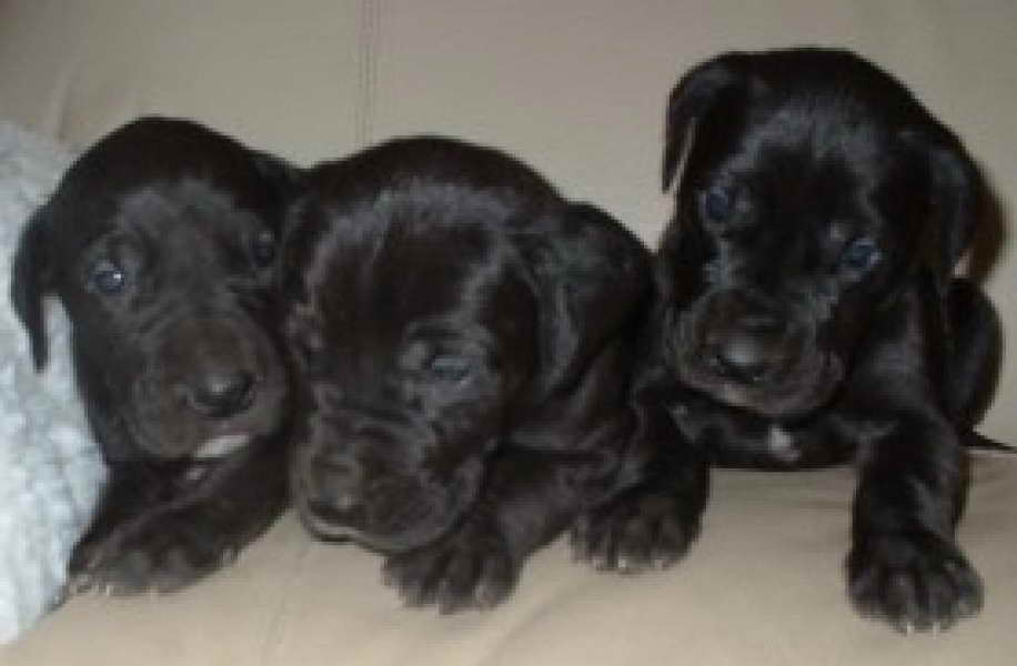 Black Great Dane Puppies For Sale