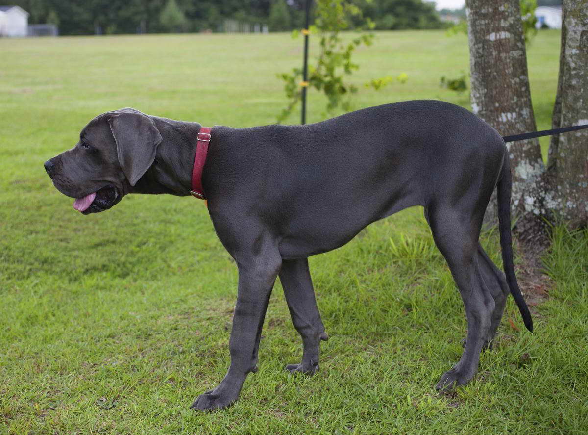 Black Great Dane