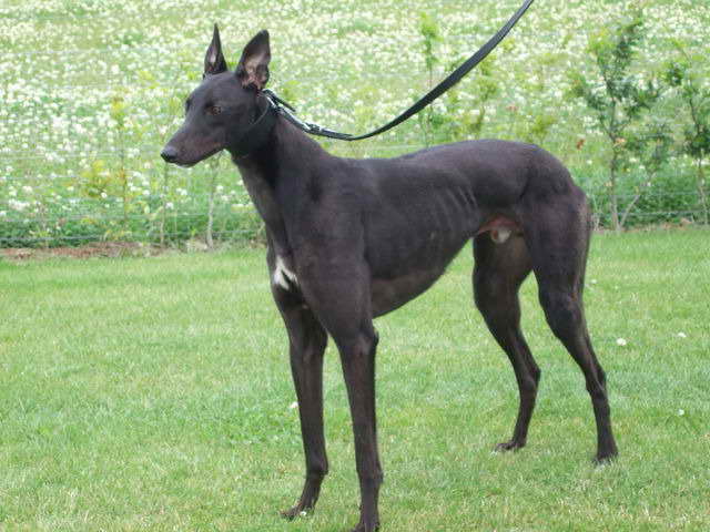 Black Greyhound Dog | PETSIDI