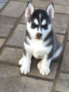 Black Husky Puppies