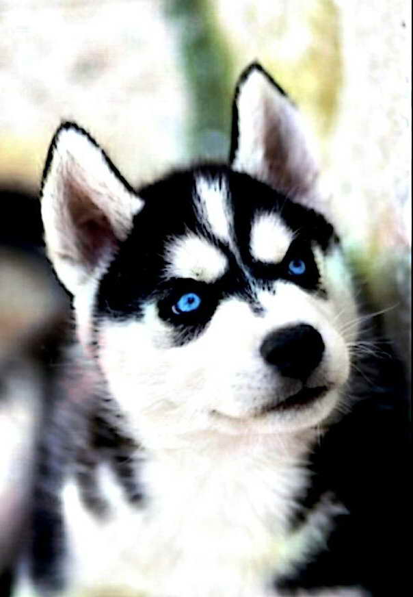 Black Husky With Blue Eyes