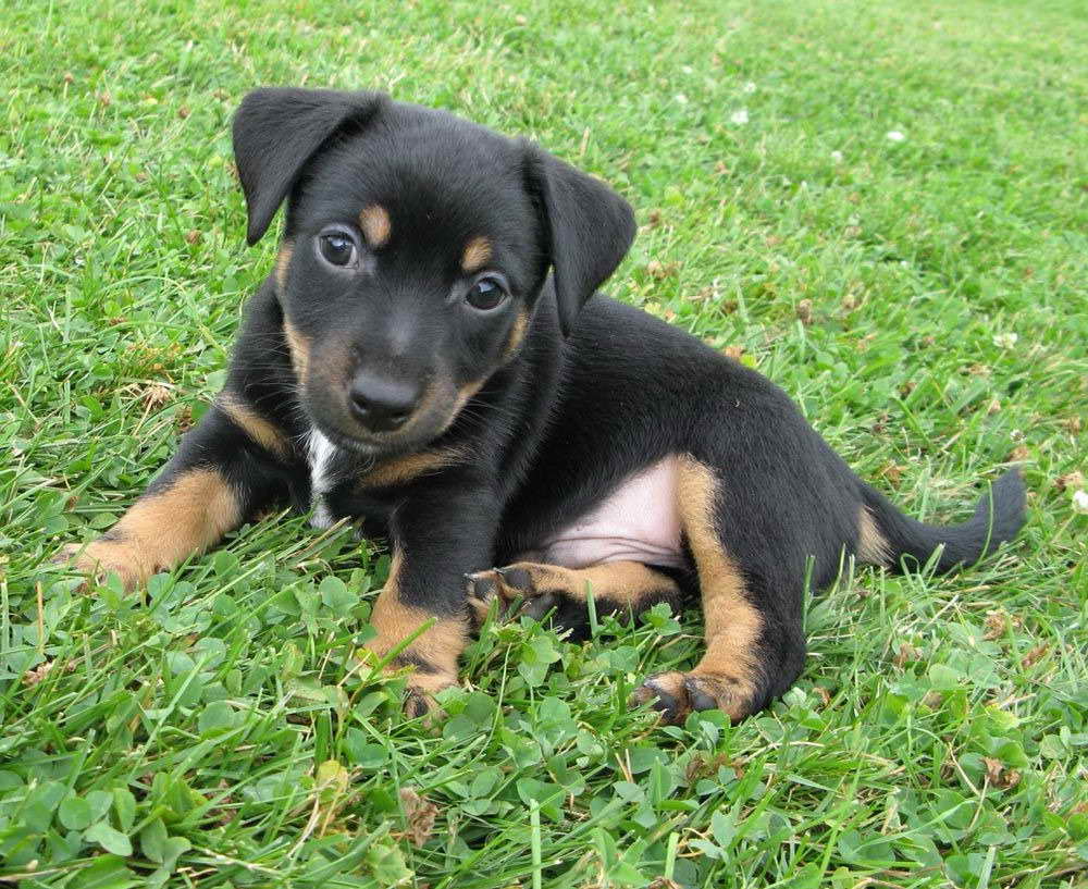 Black Jack Russell Terrier Puppies | PETSIDI