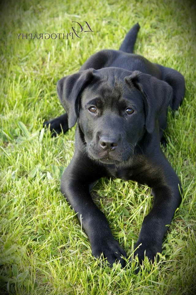 great dane lab mix puppies for sale near me
