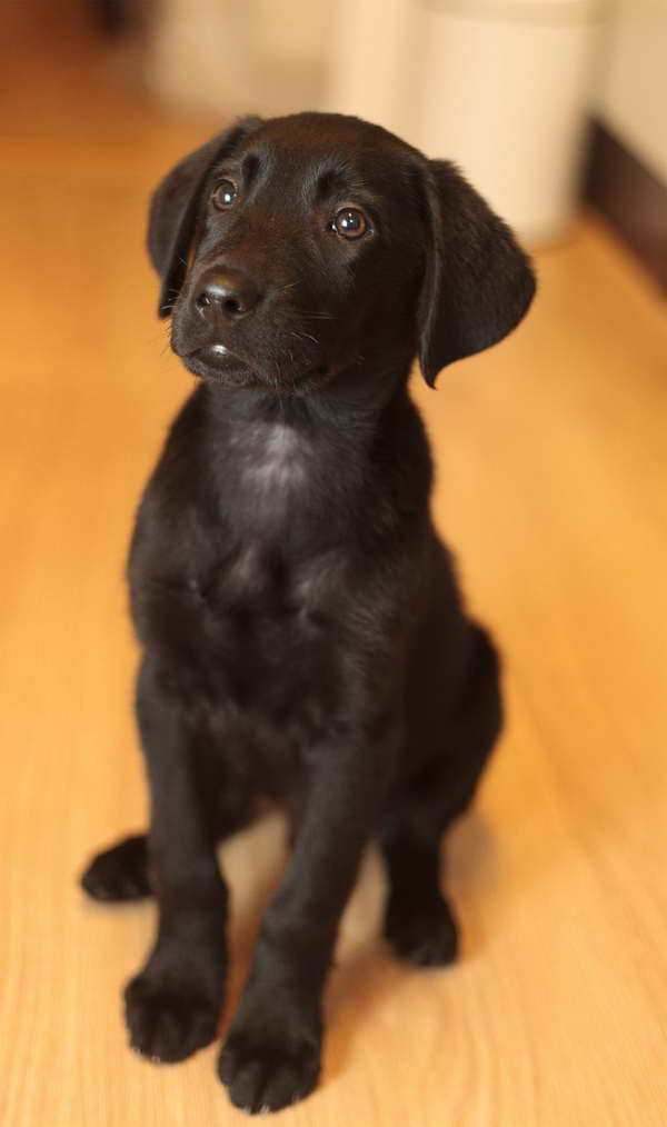 Black Lab Mixed With Golden Retriever
