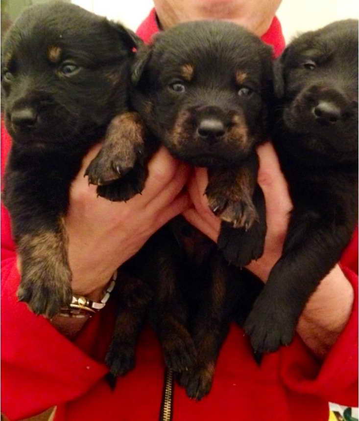 Black Lab Rottweiler Mix Puppies