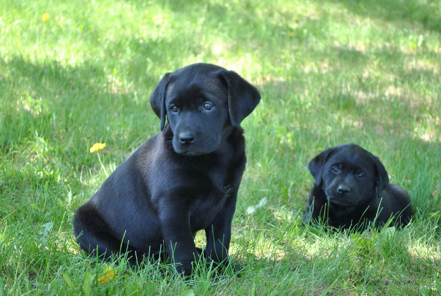 Black Labrador Breeders