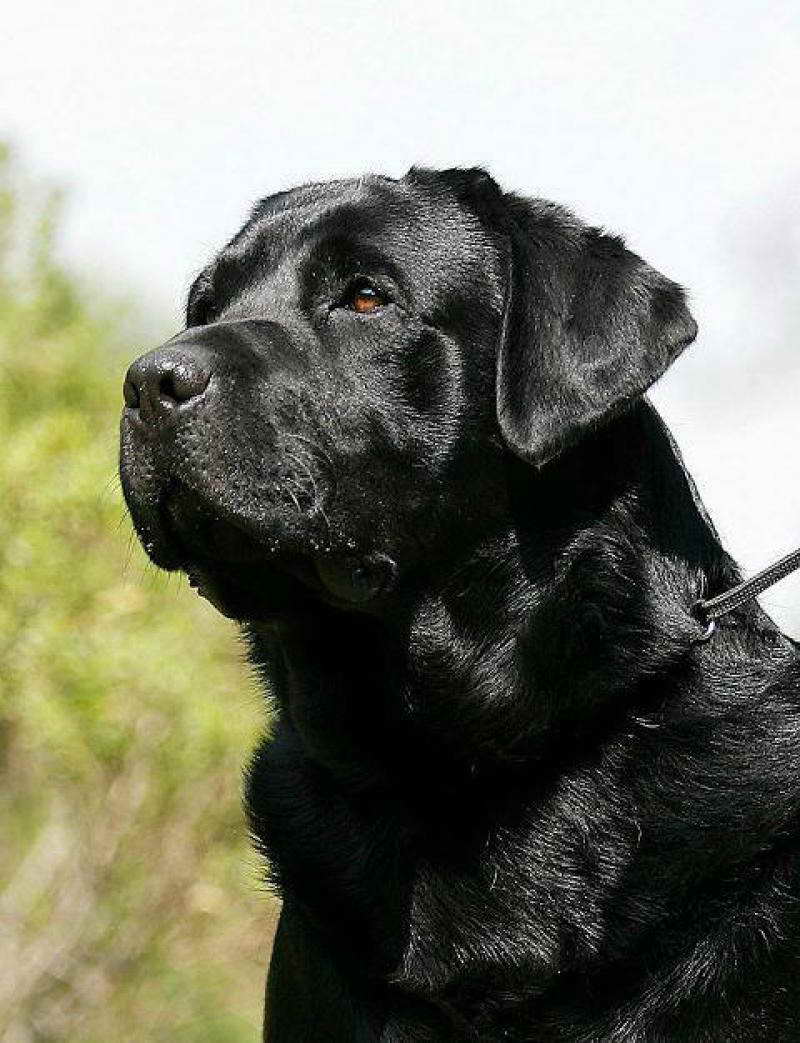 Black Labrador Dog Price