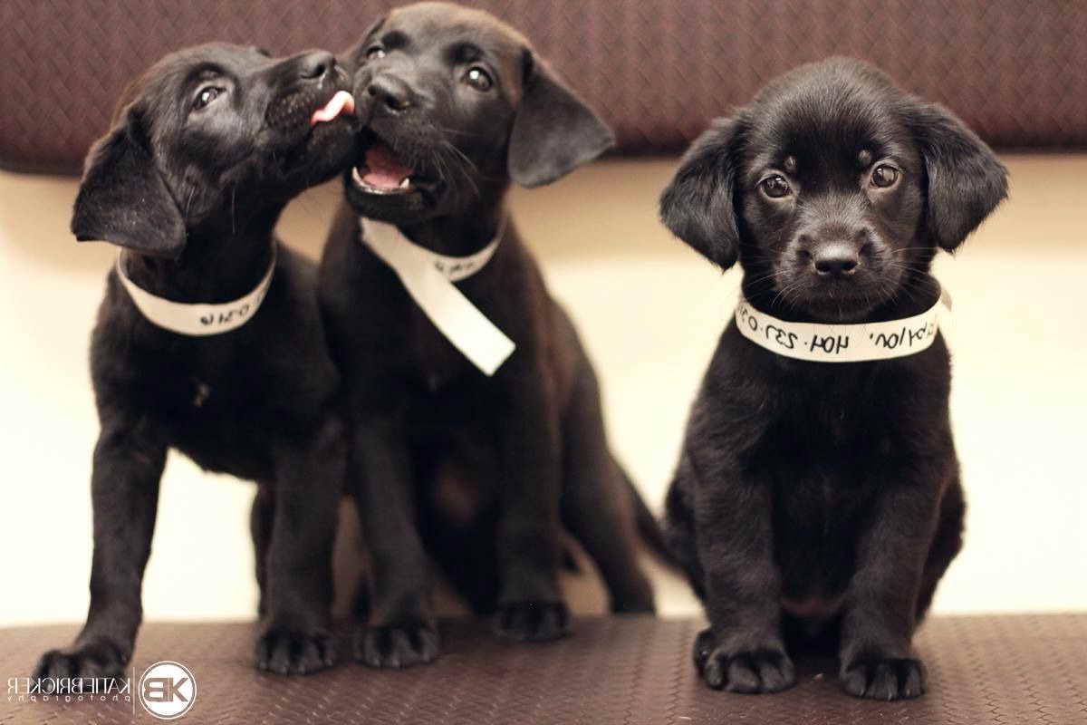 Black Labrador For Adoption