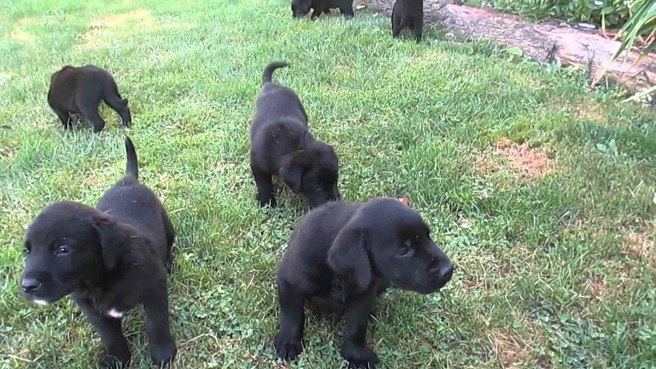 Black Labrador Puppies For Sale In Pa