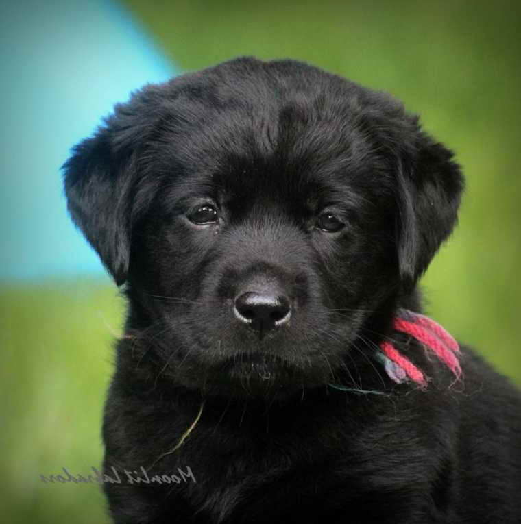 Black Labrador Puppies For Sale Near Me