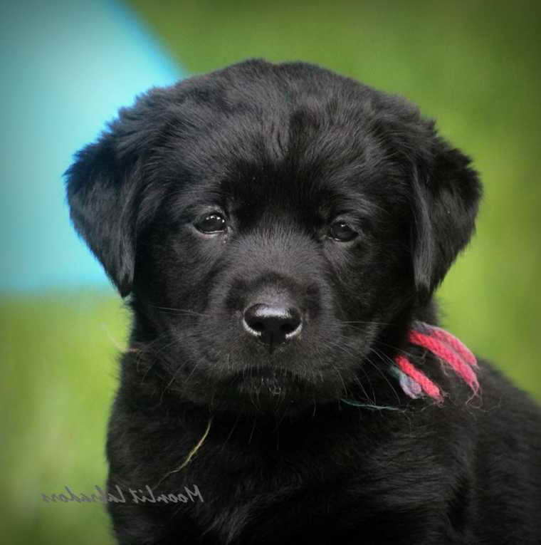 54 Best Photos Dark Golden Retriever Puppies For Sale Near Me 3 