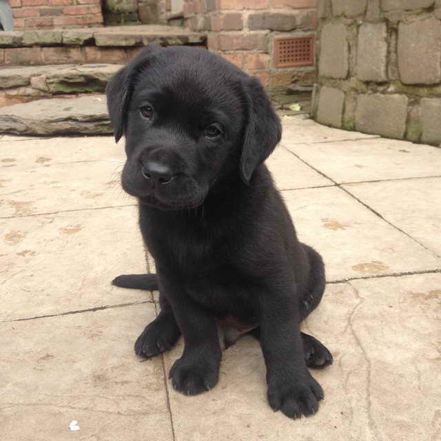 Black Labrador Puppies For Sale
