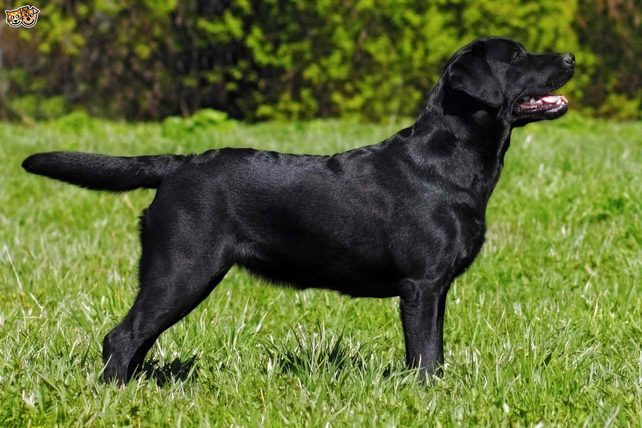 Black Labrador Retriever Dog