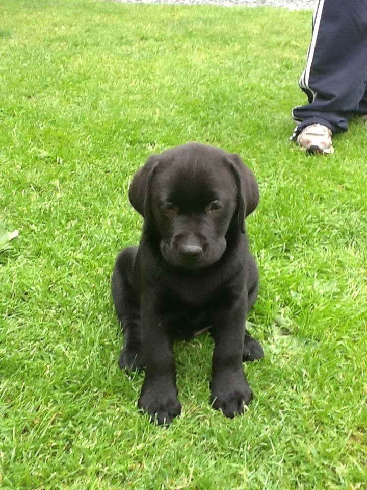 Black Labrador Retriever For Sale