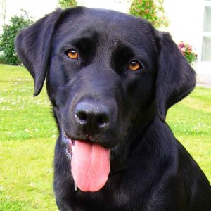 Black Labrador Retriever Pictures