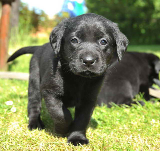 Black Labrador Retriever Puppies For Sale