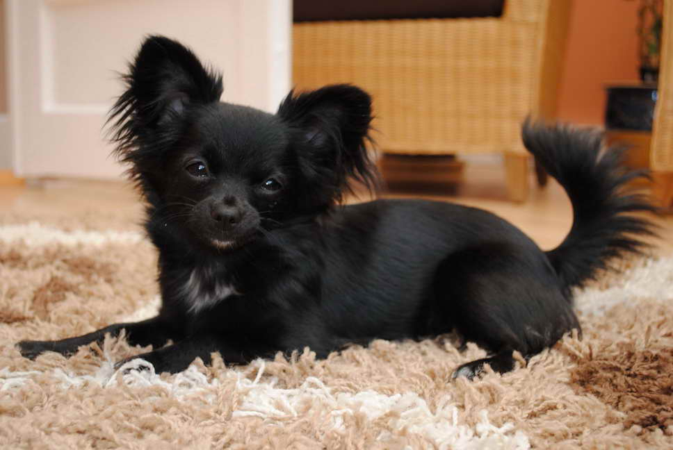 Black Long Haired Chihuahua