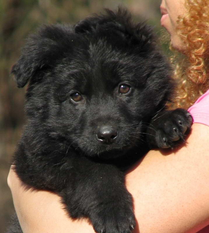Black Long Haired German Shepherd Puppies For Sale | PETSIDI