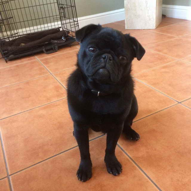 Black Male Pug For Sale