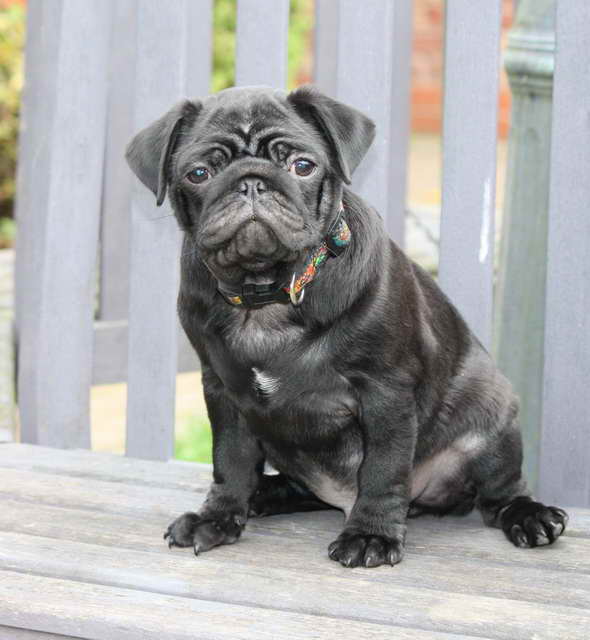 Black Male Pug