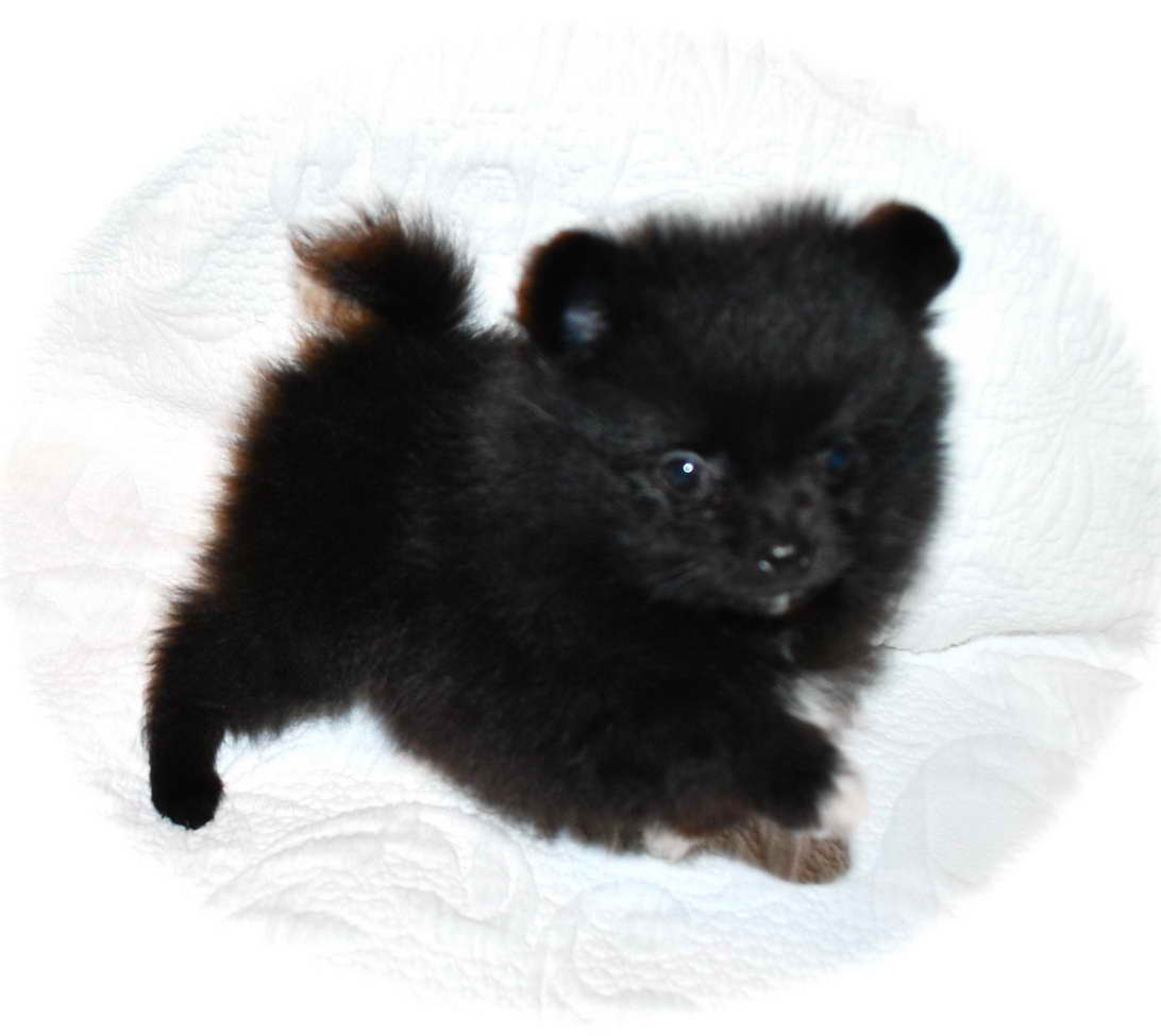 Black Pomeranian Puppies For Sale Near Me