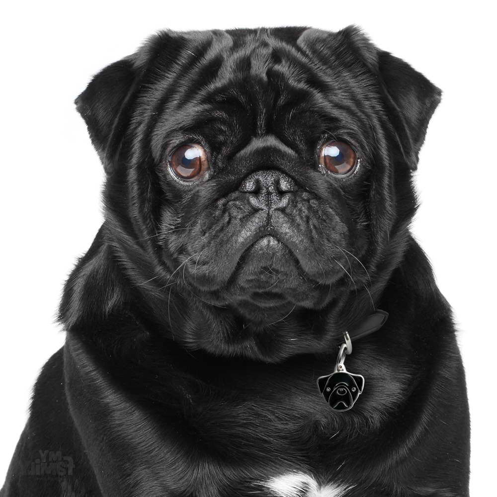 Black Pug Dog