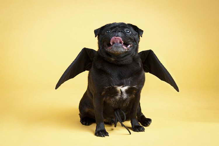 Black Pug Halloween Costume