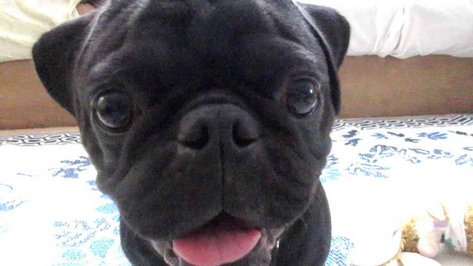 Black Pug Pictures